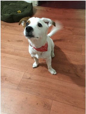 Triangular Bandage Neckerchief accessories  for Pet Dog