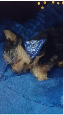 Triangular Bandage Neckerchief accessories  for Pet Dog